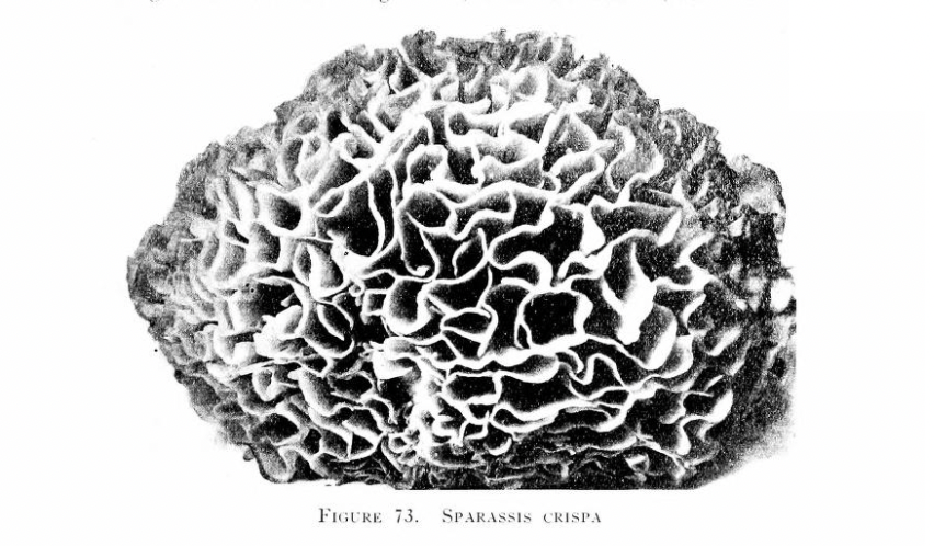 En résidence du 23 mai au 1er juin 2025

Union de trois approches pour mener une enquête auprès des habitants sur les multiples relations entre humains et champignons et écrire des récits inspirés des avancées scientifiques autour des champignons, mêlant imaginaire et savoir.